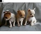 cucciolo di chiwawa mini toy dolcissimi perfettissimo e intrigantissimo 
