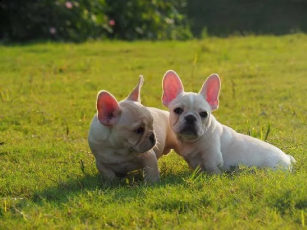  cuccioli bulldog francese - pedigree enci 