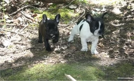 bouledogue francesi maschio e femmina | Foto 1