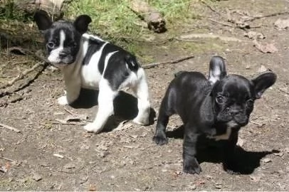bouledogue francesi maschio e femmina