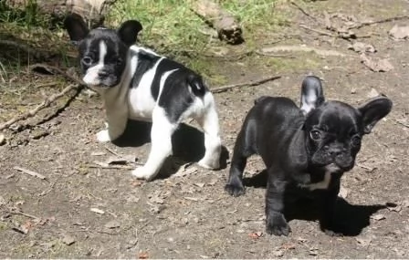 bouledogue francesi maschio e femmina | Foto 0