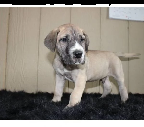 cuccioli di razza pura alano 1 mashio 1 femmina | Foto 0