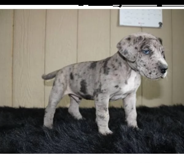 cuccioli di razza pura alano 1 mashio 1 femmina