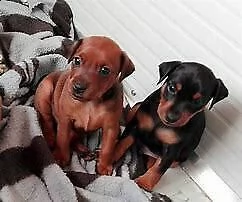 cediamo cucciolo di pincher mini toy gentilissimo originalissimo e sanissimo d