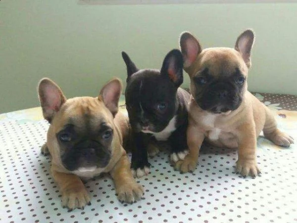 cediamo cucciolo di bull dog francese eccellentissimi bellissimi