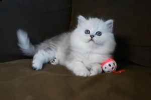 gattino persianso
