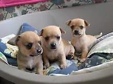 disponiamo cucciolo di pincher chiwawa mini toy tranquillissimi tenerissimi