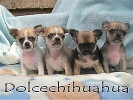 disponibile cucciolo di pincher chiwawa mini toy generosissimo inteligentissimo 