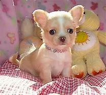chiwawa mini toy tranquillissimi e molto velocissimi da tenere in casa