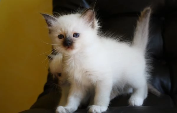 cucciolo di sacro di birmania 