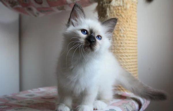 cucciolo di sacro di birmania  | Foto 0