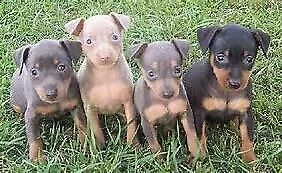 cucciolo di mixs pincher vivacissimo originalissimo e tenerissimo