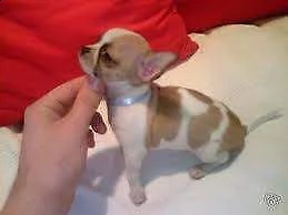 disponiamo cucciolo di chiwawa mini mini toy purissimi originalissimi e bravissimi 