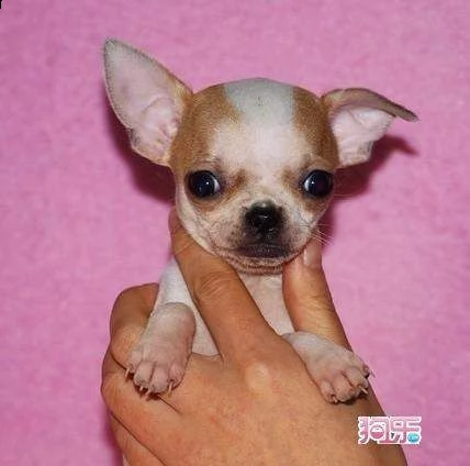 cucciolo di chiwawa mini toy perfettissimo inteligentissimo e originalissimo