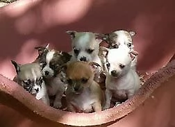 cucciolo di pincher chiwawa mini toy dolcissimo inteligetissimo e sanissimo 