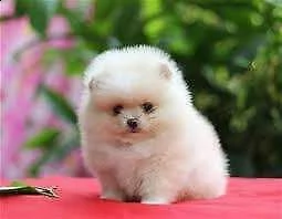 disponiamo cucciolo di spitz mini toy purissimi originalissimi e inteligentissimi