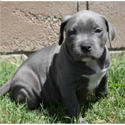 regalo adorabili cuccioli di samoiedo femminucce e maschietti.