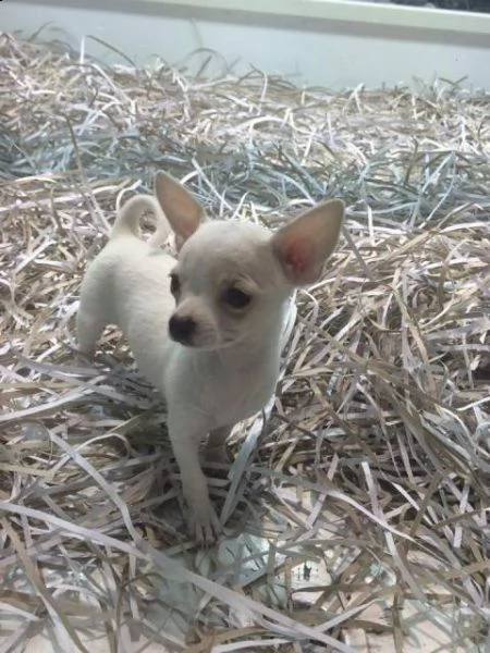 bellissimi cuccioli di chihuahua in ottima salute 