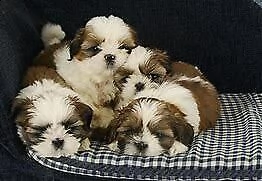 cuccioli di shitzu mini toy interessanti e molto tranquilli di 80 giorni 