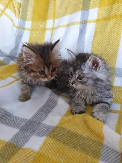 cuccioli di maine coon | Foto 0