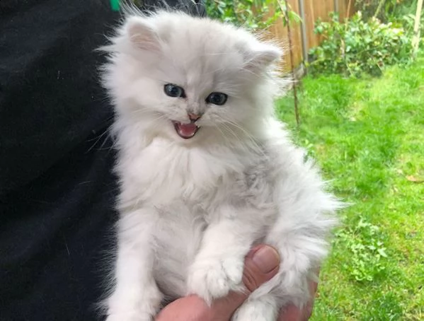 cuccioli gatto persiano crema e blu crema | Foto 2