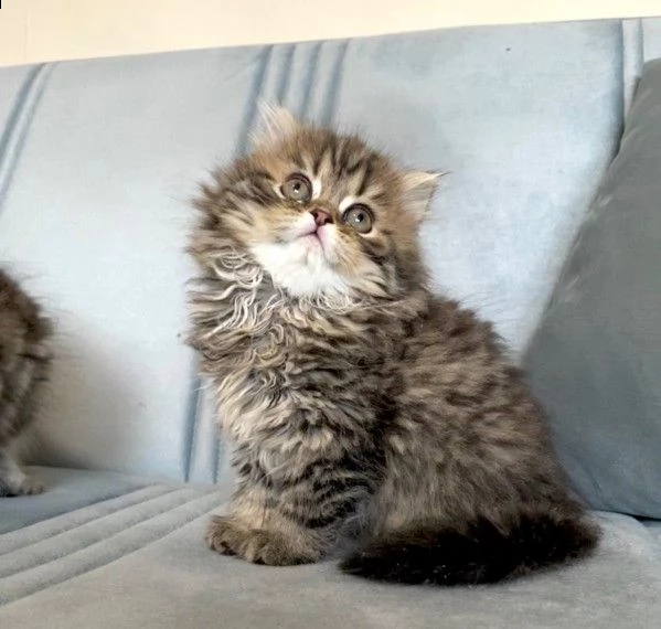 cuccioli gatto persiano crema e blu crema | Foto 1