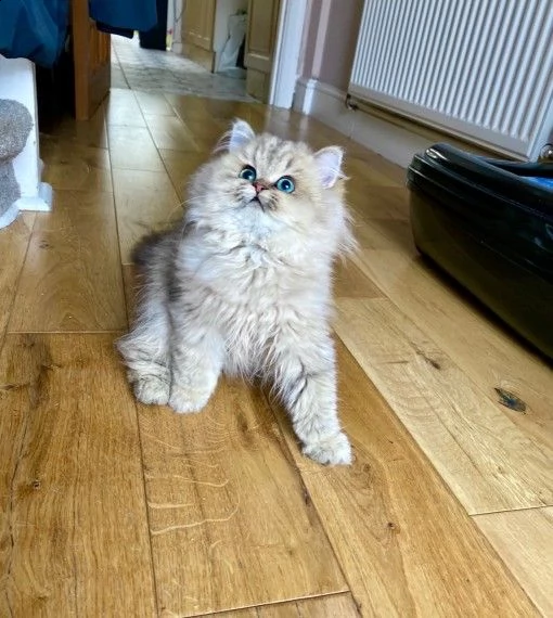 cuccioli gatto persiano crema e blu crema | Foto 0