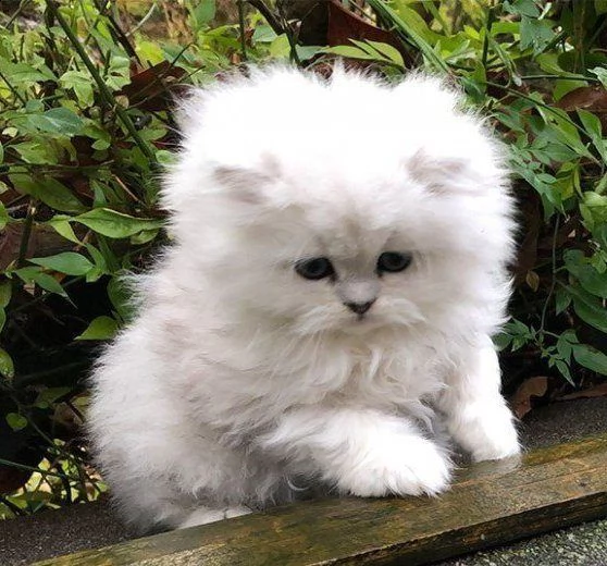 cuccioli gatto persiano crema e blu crema