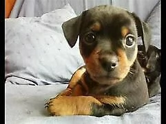 cucciolo di pincher mini toy buonissimo inteligentissimo e dolcissimo di 2 mesi