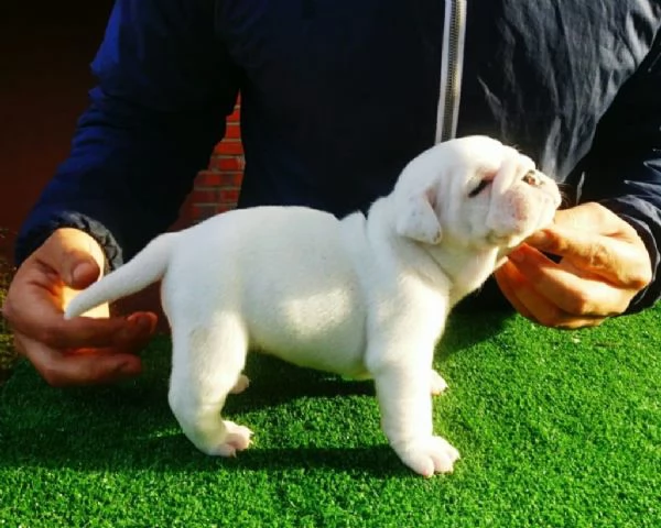bulldog inglese maschio e femmina astuto e adorabile per adozione | Foto 0