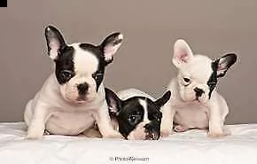 bellissimo cucciolo di bull dog francese perfettissimi inteligentissimi 