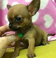 cucciolo di chiwawa mini toy tranquillissimo intrigantissimo e bravissimo di 70 giorni