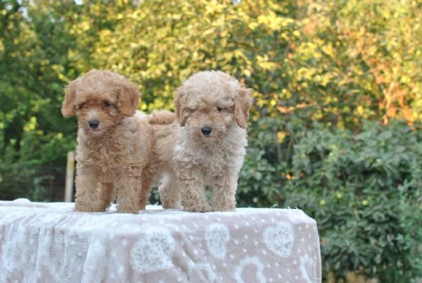 barboncini nani albicocca e champagne | Foto 0