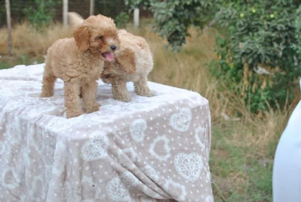 barboncini nani albicocca e champagne