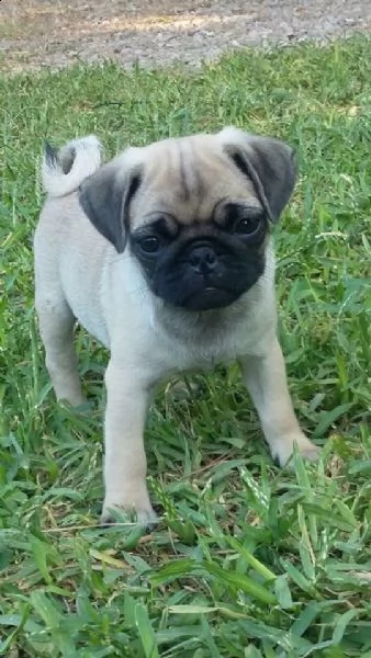 cuccioli di carlino | Foto 0