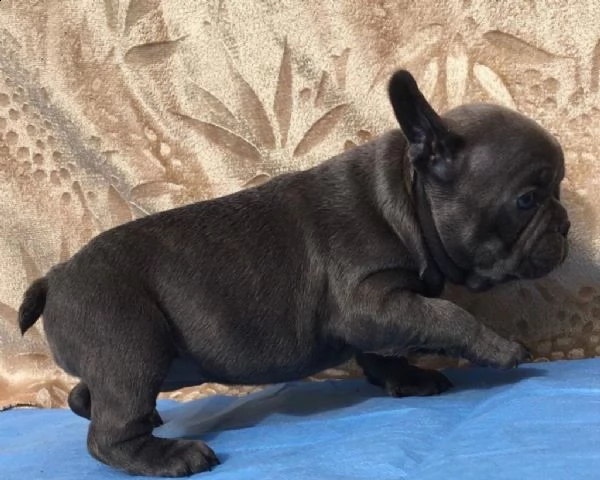 bouledogue francesi total blu no strisce occhi blu | Foto 0