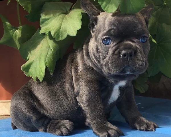 bouledogue francesi total blu no strisce occhi blu