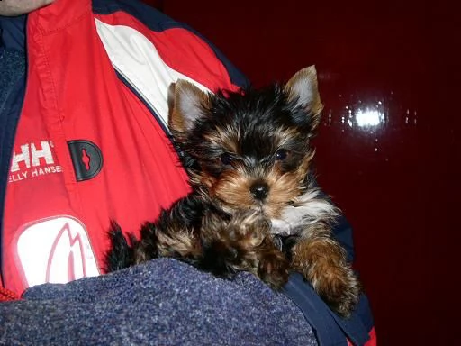 cucciolini di yorkshire micro | Foto 1