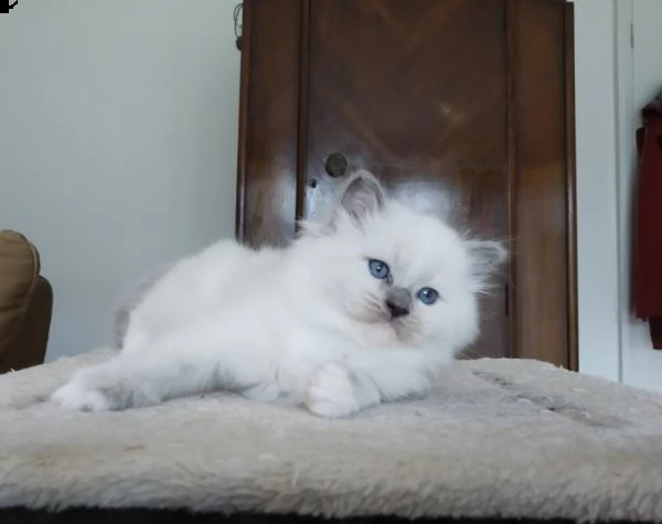 vendo di sacro di birmania sealpoint