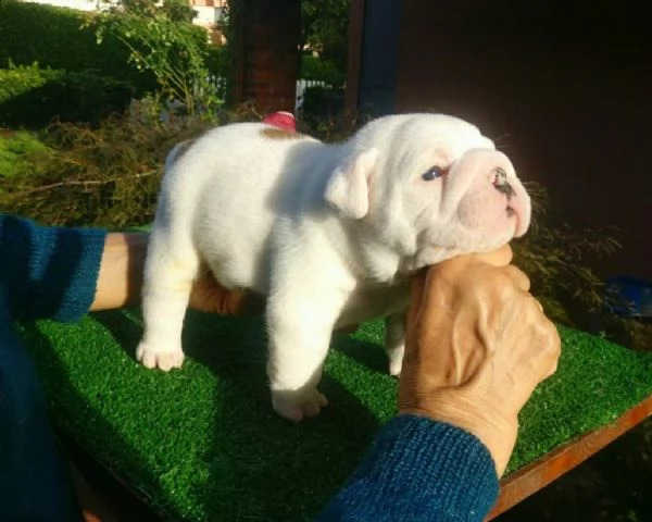 bulldog inglese