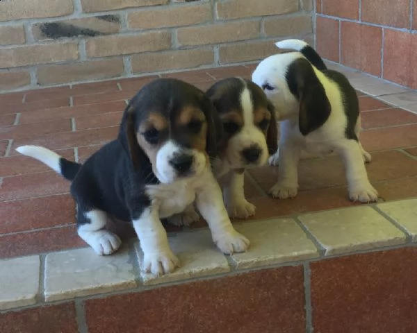 cucciolo di beagle femmina | Foto 0