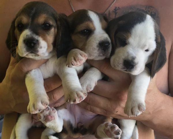 cucciolo di beagle femmina