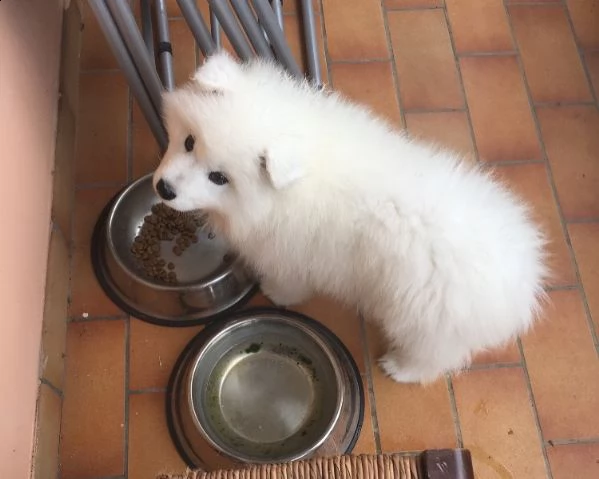 cuccioli di samoiedo! | Foto 0