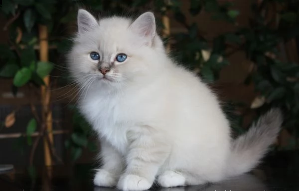 dolcissimo  sacro di birmania