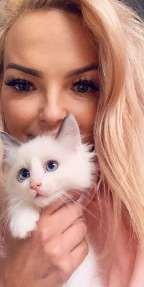 pura razza ragdoll di 2 mesi