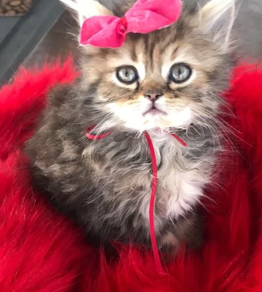 persiano anfi gattini di 65gg | Foto 2