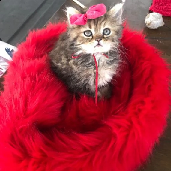 persiano anfi gattini di 65gg | Foto 0