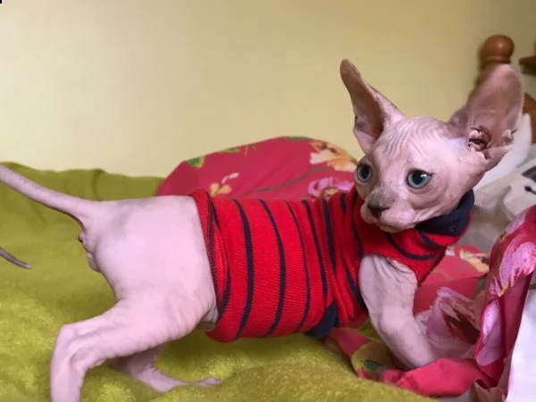 canadian sphynx gattini