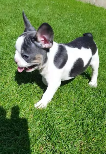 cuccioli di bulldog francese | Foto 0