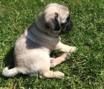 cuccioli carlino